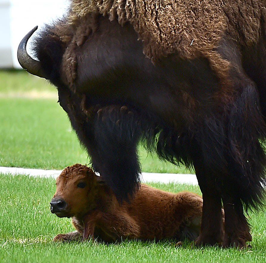 Spring in Yellowstone